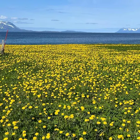 Nordlys * Hamnvik