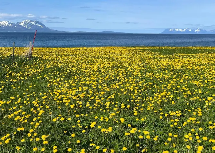 Nordlys * Hamnvik